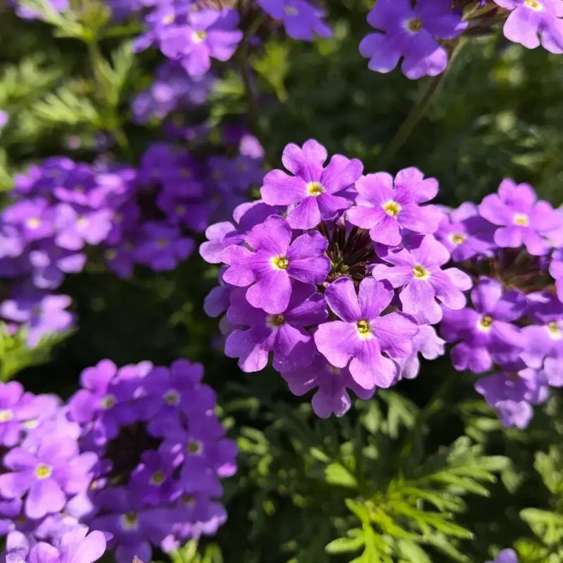 Purple Moss Verbena Seeds - Verdseeds
